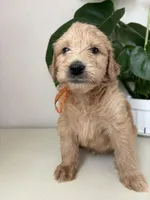 Pickles, a male Goldendoodle and Labradoodle for sale in San Diego, CA – Photo 8 of 10