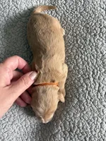 Pickles, a male Goldendoodle for sale in San Diego, CA – Photo 10 of 10