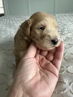 Pickles, a male Goldendoodle and Double Doodle for sale in San Diego, CA – Photo 3 of 10