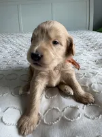 Pickles, a male Goldendoodle and Double Doodle for sale in San Diego, CA – Photo 8 of 10