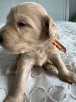 Pickles, a male Goldendoodle and Double Doodle for sale in San Diego, CA – Photo 10 of 10