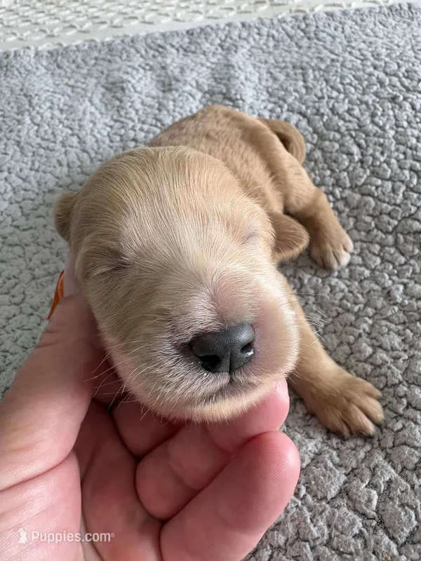 Pickles – Double Doodle puppy for sale in San Diego, CA