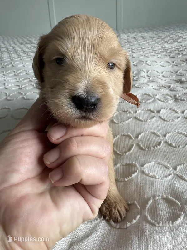 Pickles – Goldendoodle puppy for sale in San Diego, CA