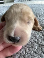 Pickles, a male Goldendoodle for sale in San Diego, CA – Photo 3 of 10