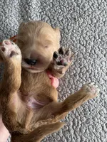 Pickles, a male Goldendoodle for sale in San Diego, CA – Photo 4 of 10