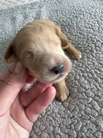 Pickles, a male Goldendoodle for sale in San Diego, CA – Photo 5 of 10