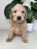 Pickles, a male Goldendoodle and Labradoodle for sale in San Diego, CA – Photo 1 of 10