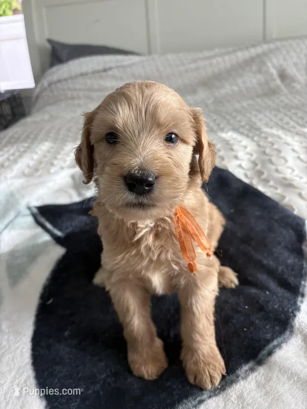 Pickles – Goldendoodle, Double Doodle puppy for sale in San Diego, CA