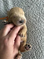 Pickles, a male Goldendoodle for sale in San Diego, CA – Photo 9 of 10