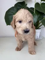 Pickles, a male Goldendoodle and Labradoodle for sale in San Diego, CA – Photo 10 of 10