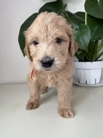 Pickles, a male Goldendoodle and Labradoodle for sale in San Diego, CA – Photo 2 of 10