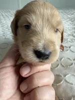 Pickles, a male Goldendoodle and Double Doodle for sale in San Diego, CA – Photo 2 of 10