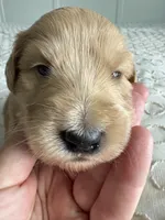 Pickles, a male Goldendoodle and Double Doodle for sale in San Diego, CA – Photo 4 of 10