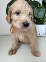 Pickles, a male Goldendoodle and Labradoodle for sale in San Diego, CA – Photo 9 of 10