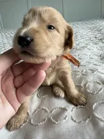 Pickles, a male Goldendoodle and Double Doodle for sale in San Diego, CA – Photo 7 of 10