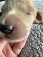 Pickles, a male Goldendoodle for sale in San Diego, CA – Photo 2 of 10