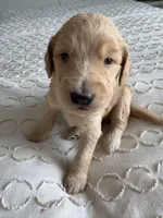 Petey, a male Goldendoodle and Double Doodle for sale in San Diego, CA – Photo 4 of 10