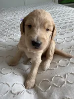 Petey, a male Goldendoodle and Double Doodle for sale in San Diego, CA – Photo 6 of 10