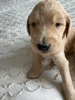 Petey, a male Goldendoodle and Double Doodle for sale in San Diego, CA – Photo 3 of 10