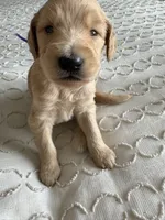 Petey, a male Goldendoodle and Double Doodle for sale in San Diego, CA – Photo 10 of 10