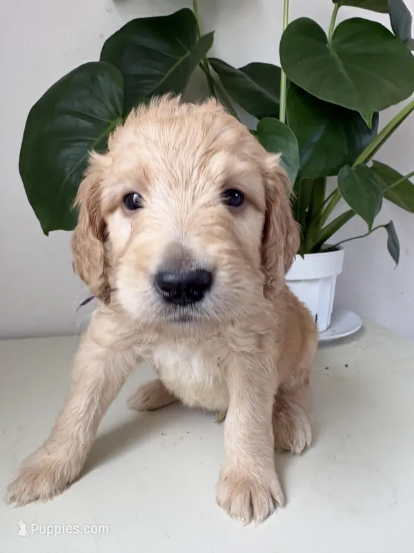 Petey – Goldendoodle, Labradoodle puppy for sale in San Diego, CA