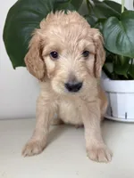 Petey, a male Goldendoodle and Labradoodle for sale in San Diego, CA – Photo 10 of 10