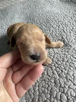 Petey, a male Goldendoodle for sale in San Diego, CA – Photo 2 of 10
