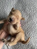 Petey, a male Goldendoodle for sale in San Diego, CA – Photo 9 of 10