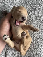 Petey, a male Goldendoodle for sale in San Diego, CA – Photo 7 of 10