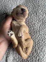 Petey, a male Goldendoodle for sale in San Diego, CA – Photo 8 of 10