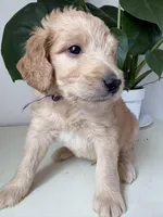 Petey, a male Goldendoodle and Labradoodle for sale in San Diego, CA – Photo 6 of 10