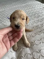 Petey, a male Goldendoodle and Double Doodle for sale in San Diego, CA – Photo 7 of 10