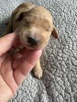 Petey, a male Goldendoodle for sale in San Diego, CA – Photo 3 of 10