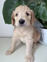 Petey, a male Goldendoodle and Labradoodle for sale in San Diego, CA – Photo 2 of 10