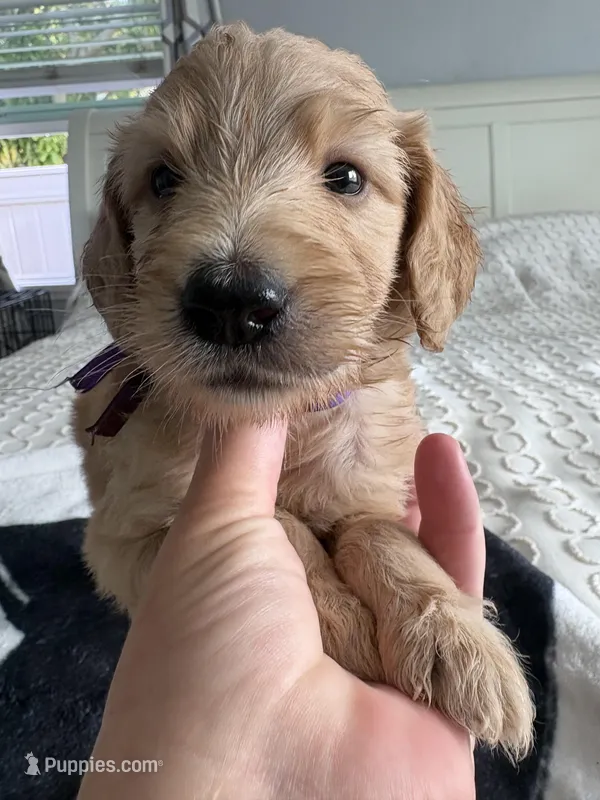 Petey – Goldendoodle, Double Doodle puppy for sale in San Diego, CA
