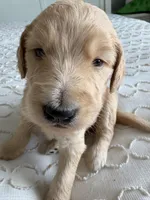 Petey, a male Goldendoodle and Double Doodle for sale in San Diego, CA – Photo 5 of 10