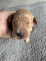 Petey, a male Goldendoodle for sale in San Diego, CA – Photo 6 of 10