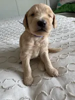 Petey, a male Goldendoodle and Double Doodle for sale in San Diego, CA – Photo 9 of 10