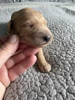 Petey, a male Goldendoodle for sale in San Diego, CA – Photo 5 of 10