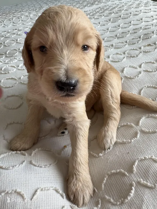 Petey – Goldendoodle puppy for sale in San Diego, CA