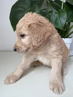 Petey, a male Goldendoodle and Labradoodle for sale in San Diego, CA – Photo 5 of 10