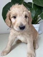 Petey, a male Goldendoodle and Labradoodle for sale in San Diego, CA – Photo 9 of 10
