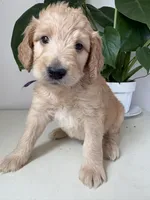 Petey, a male Goldendoodle and Labradoodle for sale in San Diego, CA – Photo 7 of 10
