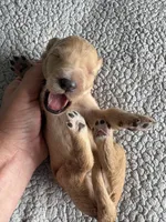 Petey, a male Goldendoodle for sale in San Diego, CA – Photo 10 of 10