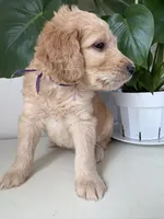 Petey, a male Goldendoodle and Labradoodle for sale in San Diego, CA – Photo 4 of 10