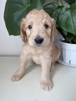 Petey, a male Goldendoodle and Labradoodle for sale in San Diego, CA – Photo 3 of 10