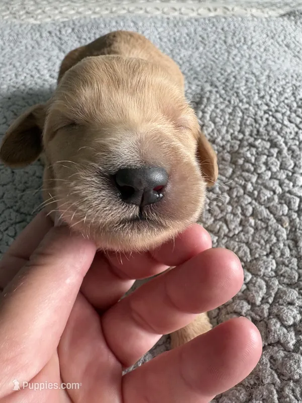 Petey – Double Doodle puppy for sale in San Diego, CA