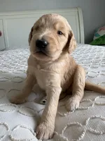 Petey, a male Goldendoodle and Double Doodle for sale in San Diego, CA – Photo 8 of 10