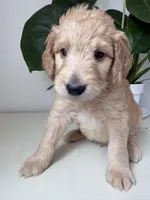 Petey, a male Goldendoodle and Labradoodle for sale in San Diego, CA – Photo 8 of 10
