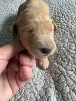 Petey, a male Goldendoodle for sale in San Diego, CA – Photo 4 of 10